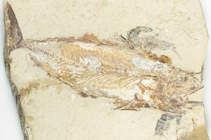 Cretaceous Fish (Halec) With Shrimp Fossils - Hjoula, Lebanon #202164